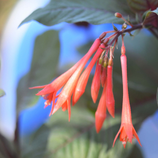 Gartenmeister Bonsted Fuchsie (Bonstedt  D  1981) 253