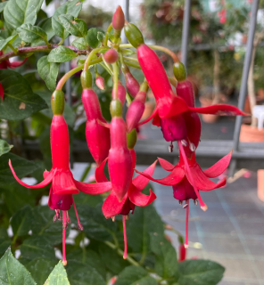Mephisto Fuchsie   639