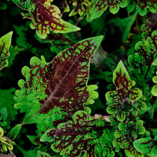 Africká kopřiva-Coleus, vzrůstná fialová - 154 I