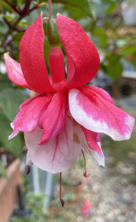 Gerhard Wunderlich-fuchsie 1173 F