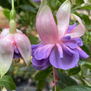 Peking (Fuchsie) 1036F