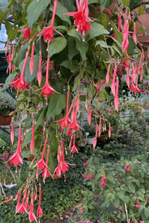 Mantilla Fuchsie (Reiter USA 1948) 267