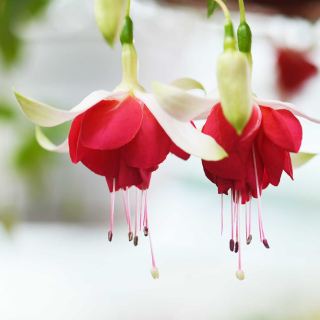 Veenlust Fuchsie 503