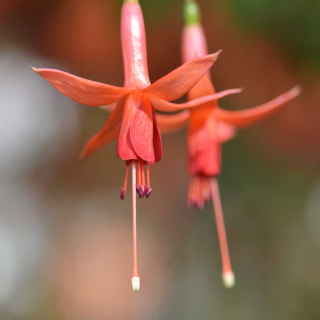Golden Glos Fuchsie 1014 F