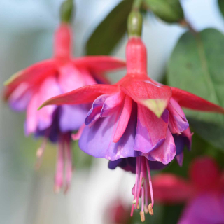 Can Can Fuchsie 734