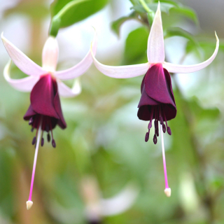 Waldi Fuchsie 909