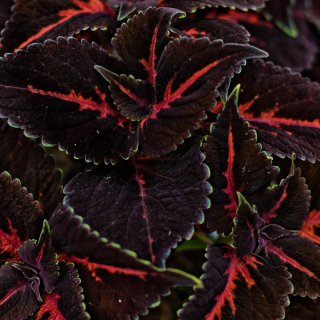 Coleus-Africká kopřiva, Chocolata Covered Cherry 154 CH