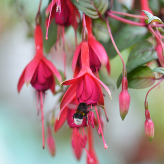 Peter Rosegger Fuchsie 327