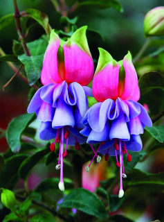Chantal Fuchsie 392