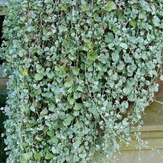 Dichondra- stříbrný déšť - 068