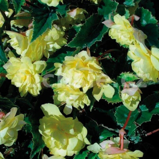 Begonia  Chanson převislá, žlutá - 182