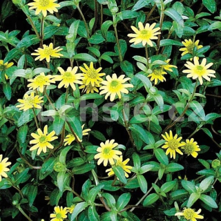 Sanvitalia Speciosa- Vitálka - 114