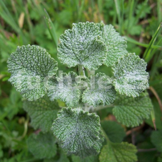 Marrubium vulgare  Jablečník (Jablečník obecný) - 105J