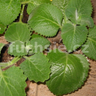 Citronový rýmovník (Plectranthus amboinicus) - 137C