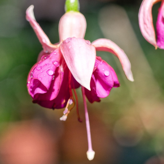 Garden News Fuchsie 532