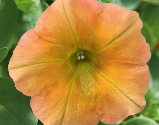 Surfinie převislá Petunie-oranžová - 044