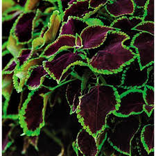 Coleus, Africká kopřiva Solento Mint - 154 S