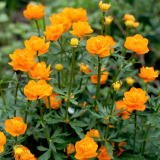 Úpolín čínský - Trollius chinensis Golden Queen 3160