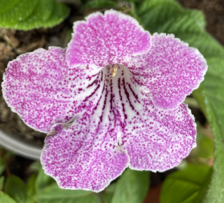 Streptocarpus Tořivka lila s bílým  žíháním - 027F