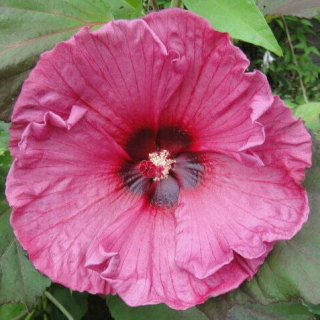 Ibišek bahenní-Hibiscus x moscheutos Plum Crasy,růžovofialový - 1040B