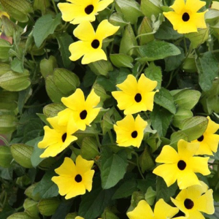 Černooká Zuzana – Thunbergia Lemon Star - 036A