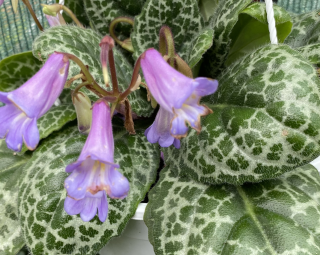 Streptocarpus- Pretty Turtle- tořivka , Hezká želva - 027H