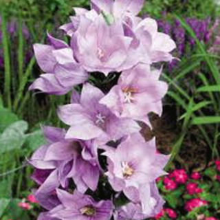 Platycodon grandiflorus – Astra Rose plnokvětá