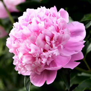 Paeonia 'Monsieur Jules Elie'- Pivoňka 3163čínská