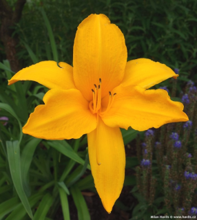 Hemerocallis Aten- Denivka