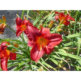Hemerocallis - Denivka Amadeus