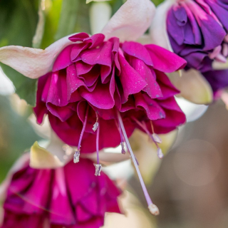 Marbeller Magenta Purple Fuchsie   607