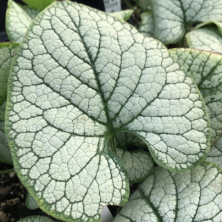 Poměnkovec- Brunnera mcr. Silver Heart 3108
