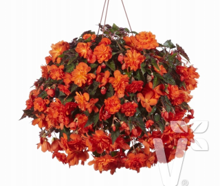 Begónie – Belina orange , převislá - 199 O