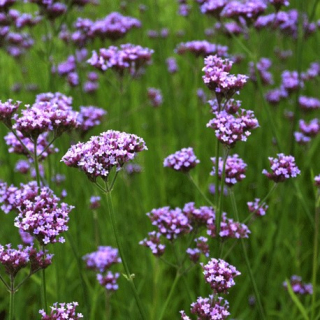 Verbena bonariensis, sporýš argentýnský  3110