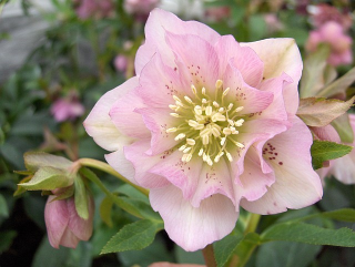 Helleborus-Čemeřice Double Ellen Pink