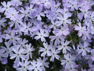 phlox subulata emerald cushion blue- plaménka levandulová