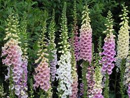 Digitalis  purpurea -náprstník  3116