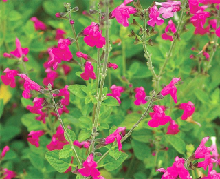 Salvia Microphylla- šalvěj  malolistá - 106E