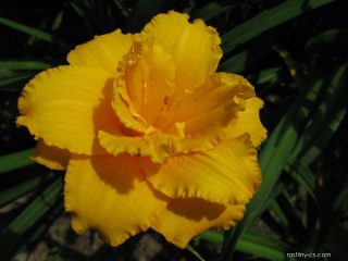 Hemerocallis - Denivka, Condilla