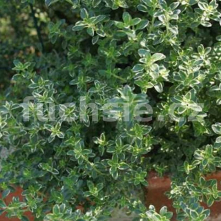 Mateřidouška citronová variegata- panašovaný list - 138B