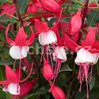 Jollies Nizza Fuchsie 944