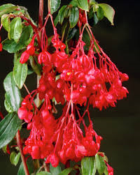 Begonie fuchsiová (převislá) červená - 199 C