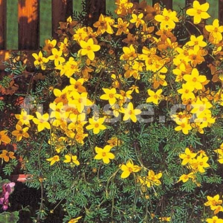 Bidens-žlutý- balkongold - 050