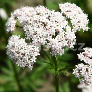 Kozlík lékařský (Valeriana officinalis)  - 164B