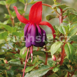 Euro Princes Fuchsie