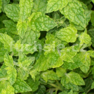 Máta jahodová (Menta species, Almira) - 162J