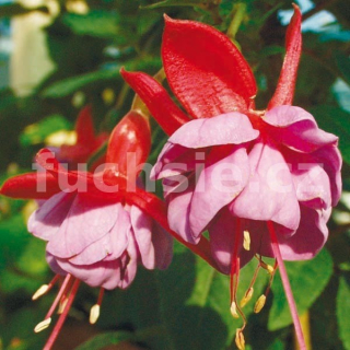Amethyst Fuchsie (Tirer USA 1941)   310