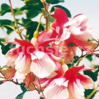 Tausendschon Fuchsie (Nagel  D  1919)   254254