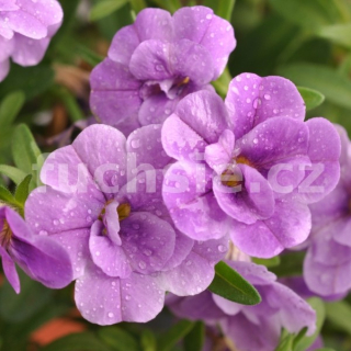 Mill. Bells plnokvětý světle modrý - 072P