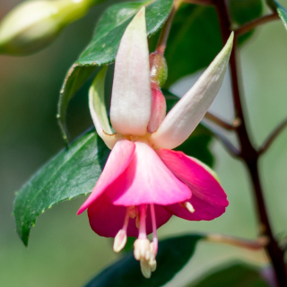 China Lantern Fuchsie 784